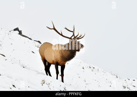 Ein horizontales Bild eines großen Bull elk (Cervus elaphus); stehend auf einem schneebedeckten Hang in ländlichen Alberta, Kanada. Stockfoto