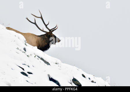 Ein horizontales Bild eines großen Bull elk (Cervus elaphus); hinter einem schneebedeckten Grat auf einem Hügel in ländlichen Alberta, Kanada. Stockfoto