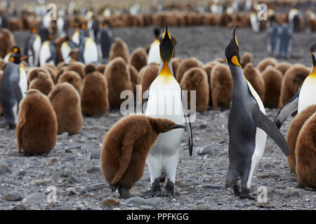 Königspinguine (Aptenodytes patagonicus), Erwachsene mit Nachwuchs in Braun, Kleid, Fortuna Bay, South Georgia, Vereinigtes Königreich Stockfoto