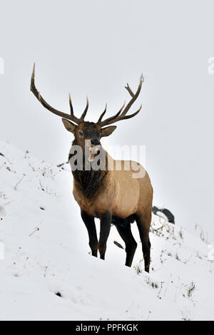 Eine vertikale Bild eines großen Bull elk (Cervus elaphus); stehend auf einem schneebedeckten Hang in ländlichen Alberta, Kanada. Stockfoto