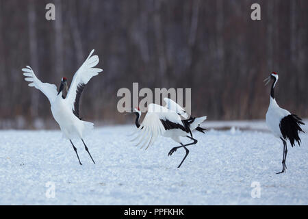 Tanzen Rot - gekrönte Kraniche (Grus japonensis) auf der Schneeoberfläche, Akan Kran Center, Hokkaido, Japan Stockfoto