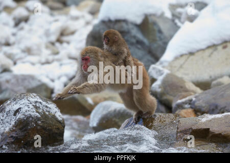 Springen japanischen Makaken (Macaca fuscata) den Fluss zu überqueren, Mutter mit Jungtier am Rücken, Jigokudani Monkey Park Stockfoto