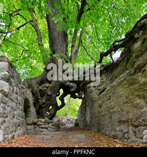 Alte Linde, die auf den Mauern einer Burg Ruine, Wurzeln bildet ein Tor, Lauenburg, Harz, Sachsen-Anhalt, Deutschland Stockfoto