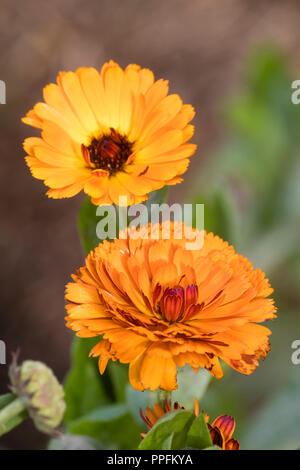 Doppelzimmer mit orangen Blüten der jährlichen oder zweijährlichen Pot marigold, indische Calendula officinalis 'Prince' Stockfoto