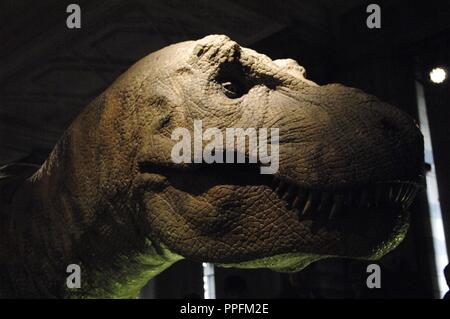 Reproduktion der Kopf eines Tyrannosaurus Rex. Obere Kreidezeit. Maastrichtium. Natural History Museum. London. Vereinigtes Königreich. Stockfoto