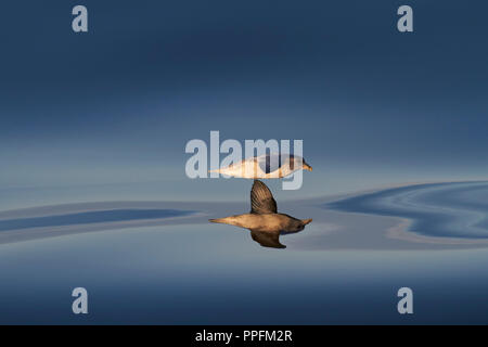 Northern Eissturmvogel, auch oder (Fulmarus glacialis), Gleiten über der Wasser- Oberfläche mit Wasser Reflexion, Spitzbergen, Norwegen Stockfoto