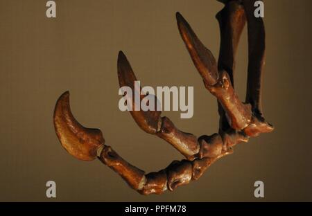 Vorderbein eines Deinocheirus (Deinocheirus mirificus). Obere Kreidezeit. Maastrichtium Bühne. 70-65 Millionen Jahren. Natural History Museum. London. Vereinigtes Königreich. Stockfoto