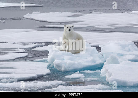 Eisbär (Ursus maritimus), junge Tier auf einer Eisscholle im Packeis, Franz Josef Land, Russland Stockfoto