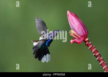 Violett Sabrewing (Campylopterus hemileucurus), männlich, nähert sich eine Blume Bananen (Musa sp), Bosque del Paz, Costa Rica Stockfoto