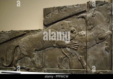 Palast von Darius I (522-486 v. Chr.). Reliefs der äußeren Wand des Treppenhauses der Apadana oder Empfangshalle, die einen Kampf zwischen einen Löwen und einen Stier. Persepolis. Kopie der ursprünglichen in ihrem ursprünglichen Ort erhalten (Iran), 1892. British Museum. London. England. Vereinigtes Königreich. Stockfoto