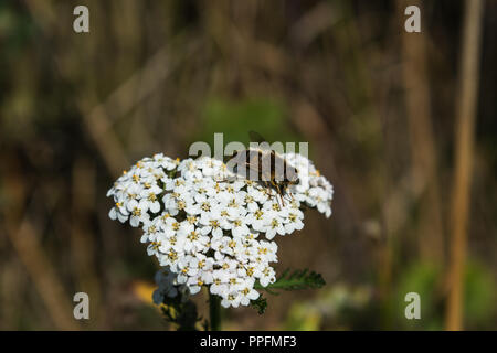 Nahaufnahme eines britischen Hoverfly im Sonnenlicht eines Wald Wiese im Sommer auf einem weißen Schafgarbe Blütenkopf, Lancashire, England, Großbritannien. Stockfoto