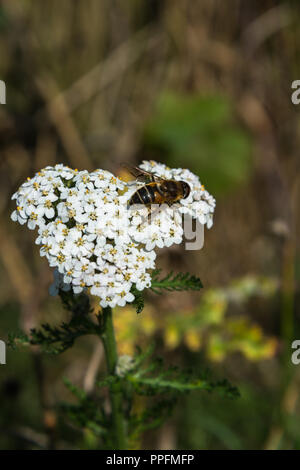 Nahaufnahme eines britischen Hoverfly im Sonnenlicht eines Wald Wiese im Sommer auf einem weißen Schafgarbe Blütenkopf, Lancashire, England, Großbritannien. Stockfoto