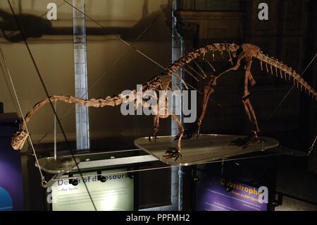 Massospondylus Dinosaurier. Anfang der Kreidezeit. Zu hettangian Pliensbachian Alter. 200-183 Millionen Jahren. Skelett. Natural History Museum. London. Vereinigtes Königreich. Stockfoto