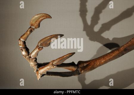 Vorderbein eines Deinocheirus (Deinocheirus mirificus). Obere Kreidezeit. Maastrichtium Bühne. 70-65 Millionen Jahren. Natural History Museum. London. Vereinigtes Königreich. Stockfoto