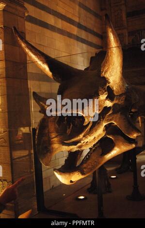 Triceratops. Ceratopsid Dinosaurier. 68-65 Millionen Jahren. Späten Kreidezeit. Maastrichtium Bühne. Schädel. Natural History Museum. London. Vereinigtes Königreich. Stockfoto