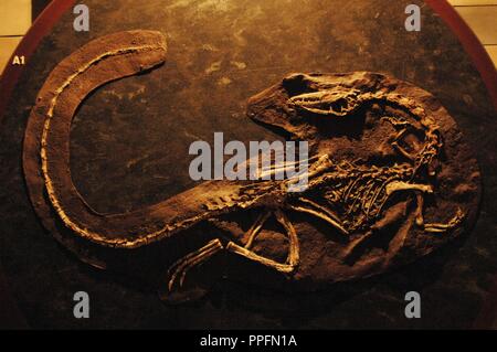 Coelophysis Skelett. 210 Millionen Jahren. Späten Trias. Natural History Museum. London. Vereinigtes Königreich. Stockfoto