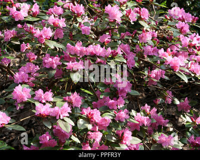 Früher Frühling im Garten. Rosafarbenes, immergrüner Rhododendron Olga Mezitt ist eine attraktive Gartenpflanze für sich, in Gruppen oder als Hecke. Stockfoto