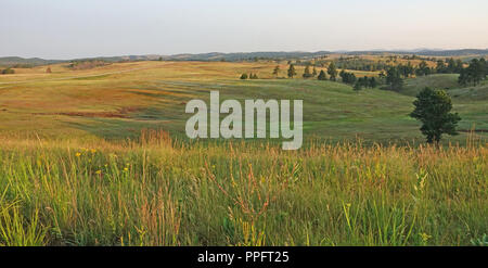 Wiese Gras im goldenen Licht des frühen Morgens das Sonnenlicht Stockfoto
