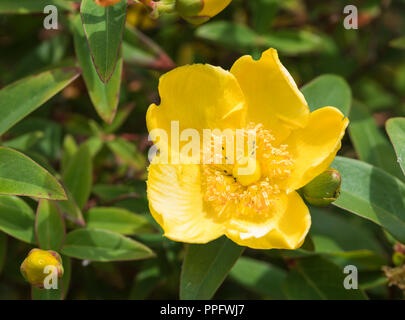 Alpine Mohn (Papaver alpinum), einzelne gelbe Blüte, im Sommer in West Sussex, England, UK. Stockfoto