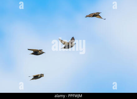 Kleine Herde von gemeinsamen Stare (Sturnus vulgaris) in den Himmel im Auturmn in West Sussex, England, UK fliegen. Stockfoto