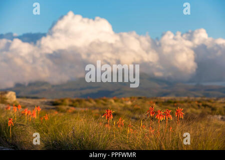 Aloe inyangensis in Simbabwe Eastern Highlands gesehen Stockfoto