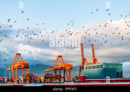 Möwen fliegen über dem Hafen von Vancouver waterfront Container Terminal Krane, Vancouver, British Columbia, Kanada Stockfoto