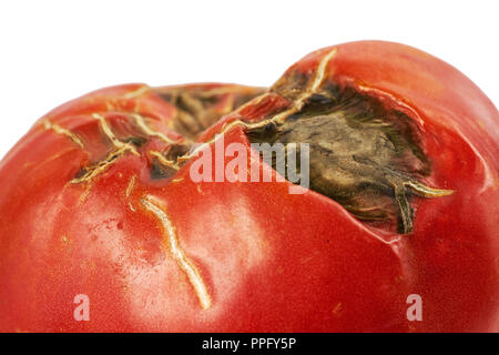 Verdorben, faule rote Tomaten auf weißem Hintergrund. Stockfoto