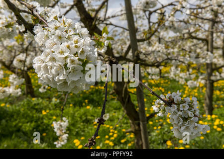 Obstblüte im Alten Land Stockfoto