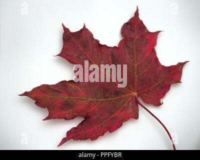 Braun gefallen Herbst maple leaf auf weißem Hintergrund. Nadel-/Blattverlust. Close Up. Stockfoto