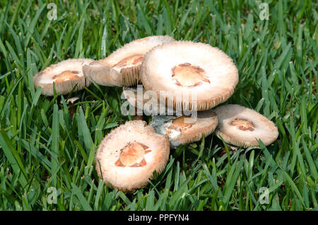 Eine Gruppe von Pilzen, die in unterschiedlichen Staaten sinken, wächst in den Rasen. Stockfoto