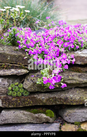 Aubretia Blumen stolpern über ein trockenmauern Wand. Stockfoto