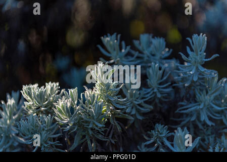 Eine Helichrysum-Pflanze, die im Nyanga Nationalpark in Simbabwe zu sehen ist. Stockfoto