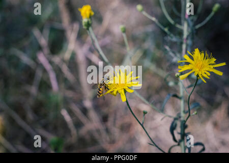 Hoverfly auf einer Blüte Stockfoto