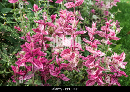 Clary Salbei, Salvia viridis 'Marble Arch stieg im Spätsommer Blumenbeet Stockfoto