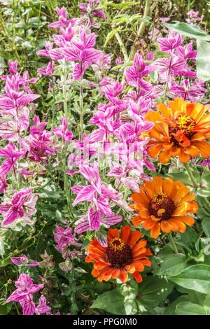 Clary Sage, Salvia viridis 'Marble Arch Rose' im Spätsommer blühende Zinnias orange Stockfoto