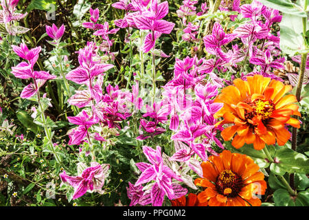 Clary Sage, Salvia viridis 'Marble Arch Rose' im Spätsommerblumenbett, Orange Zinnia Stockfoto