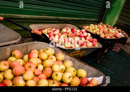 Drei Schubkarren voller Englisch Cox Äpfel Stockfoto
