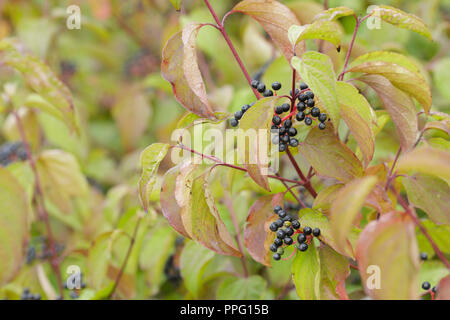 Gemeinsame Hartriegel (Cornus sanguinea) Close-up Früchte und Blätter im Herbst Farbe, West Yorkshire, England, September Stockfoto