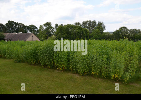 Kleines Feld industrieller Hanf (Cannabis) und Gebäude und Bäume im Hintergrund. Stockfoto