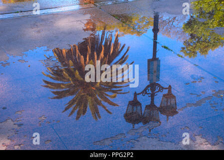 Reflexion von Licht und eine Palme in eine Pfütze auf der Plaza Independencia - Mendoza - Argentinien Stockfoto