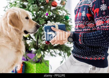 7/8-Ansicht des Menschen in Weihnachten Pullover geben anwesend zu Golden Retriever Stockfoto