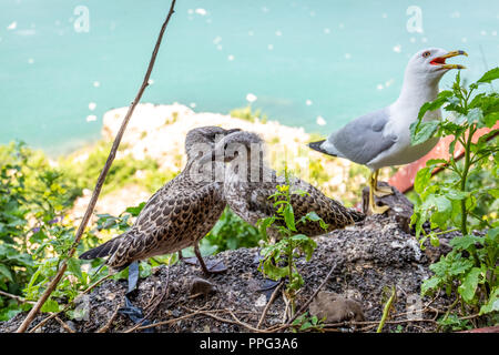 Seagull Mom schützen Ihre zwei Küken parenting Natur Stockfoto