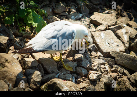 Seagull Fütterung kleine Küken von Mund zu Mund, an den Sommer Stockfoto