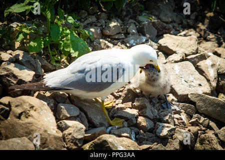 Seagull Fütterung kleine Küken von Mund zu Mund, an den Sommer Stockfoto