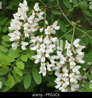 Nahaufnahme von weißen Blüten der Robinie und grüne Blätter im Frühling Stockfoto