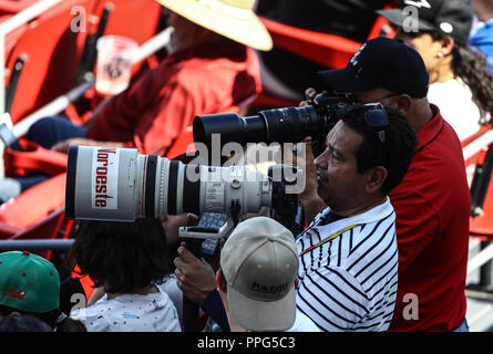 ADan Baldobines Fotografo, Baldovines. Acciones, durante el Partido de Beisbol entre Criollos de Caguas Puerto Rico contra las Águilas Cibaeñas Stockfoto