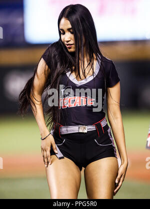 Edecanes o Chica Tecate. Acciones, durante el Partido de Beisbol de la Serie del Caribe con El Encuentro entre Tomateros de Culiacan Mexiko contra Stockfoto