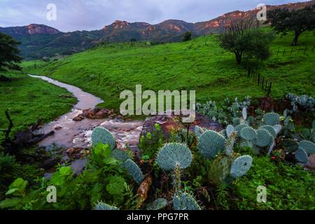 Rancho Santa Barbara y Reserva Monte Mojino de la Natürliche Kultur International (NCI). Bereich de protegida. Reserva Natural de la Sierra de Alamos, Sono Stockfoto