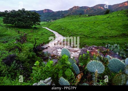 Rancho Santa Barbara y Reserva Monte Mojino de la Natürliche Kultur International (NCI). Bereich de protegida. Reserva Natural de la Sierra de Alamos, Sono Stockfoto
