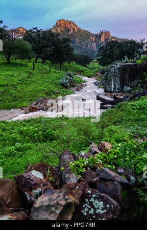Rancho Santa Barbara y Reserva Monte Mojino de la Natürliche Kultur International (NCI). Bereich de protegida. Reserva Natural de la Sierra de Alamos, Sono Stockfoto